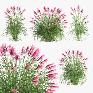 Miscanthus sinensis Red Chief Chinese silver grass 3D model