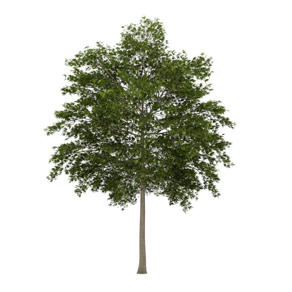 white ash fraxinus 3d model