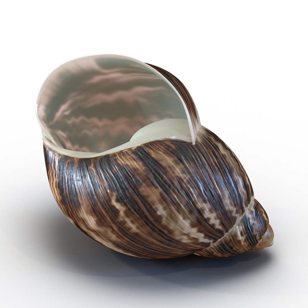 Marginata Shell 2 3D model preview