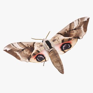 Moth Smerinthus planus hawkmoth 3D
