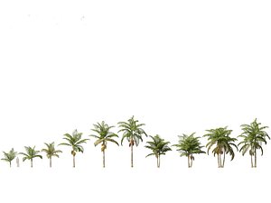 Archontophoenix alexandrae - Alexandra Palm 01 3D model