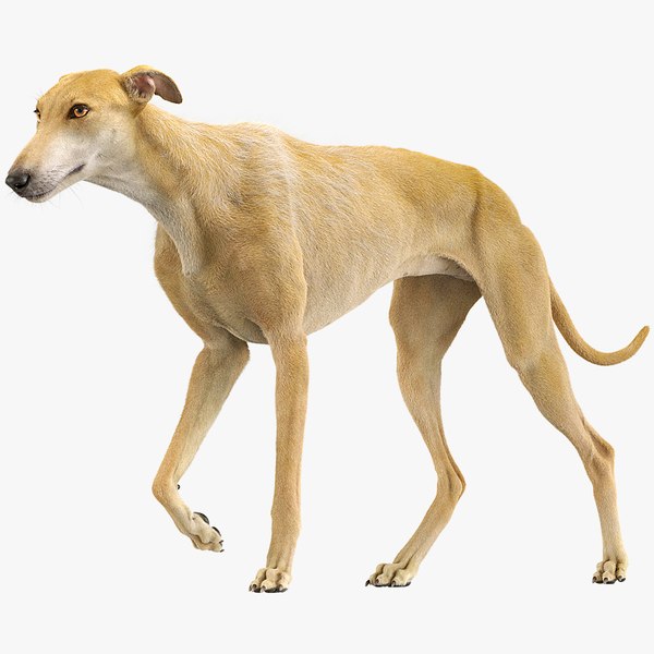 9 Winning Strategies To Use For Dog