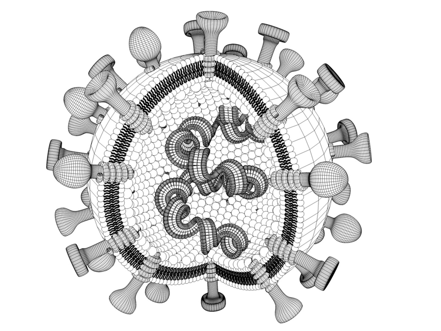 microbiological bacteria cell 3d model