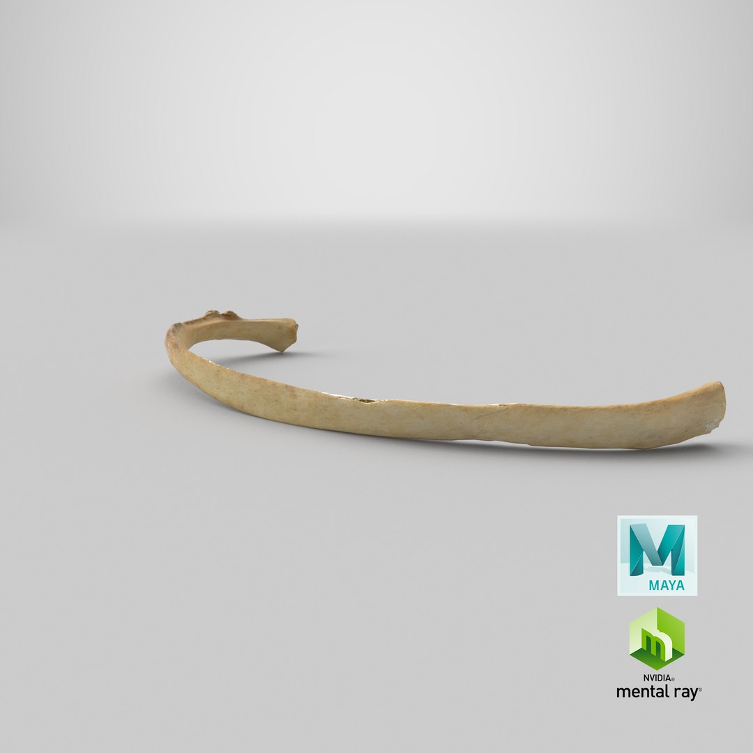 3D costae spurie rib 01 https://p.turbosquid.com/ts-thumb/8A/aQoEBg/1T/stemcell_maya_mental_ray_render/png/1622618495/1920x1080/fit_q87/226f6892e05ea25f4284b1f50caac763dbbc0b0b/stemcell_maya_mental_ray_render.jpg