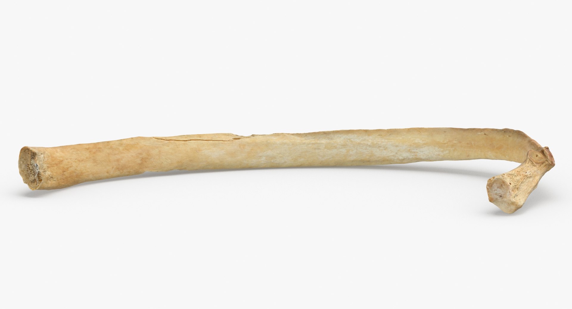 3D costae spurie rib 01 https://p.turbosquid.com/ts-thumb/8A/aQoEBg/4yfBuHWe/costae_spurie_rib_01_thumbnail_0006/jpg/1590060009/1920x1080/fit_q87/b69418338c0f081ee83ecb85531b4f4ce2ba86fd/costae_spurie_rib_01_thumbnail_0006.jpg