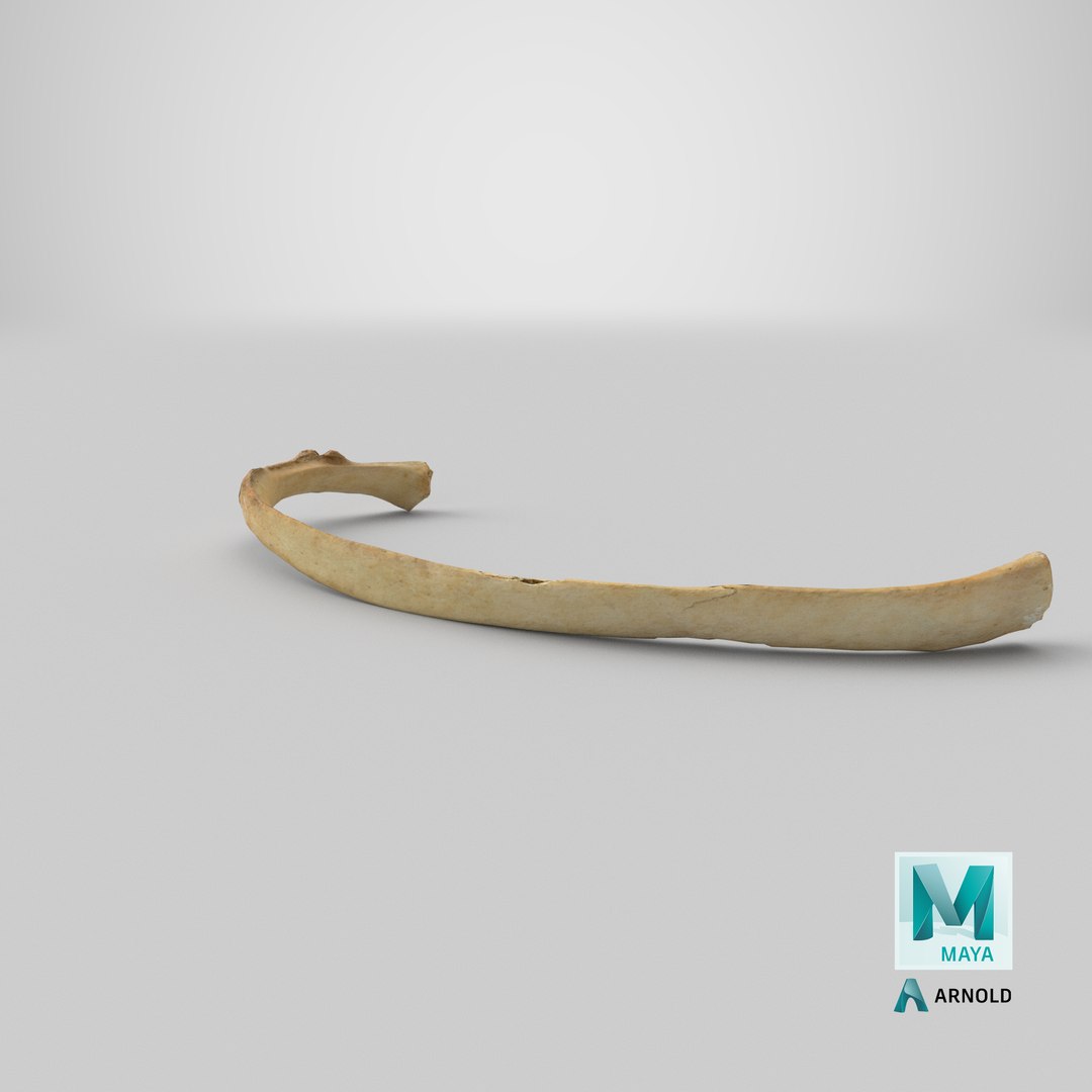 3D costae spurie rib 01 https://p.turbosquid.com/ts-thumb/8A/aQoEBg/KS/stemcell_maya_arnold_render/png/1622618490/1920x1080/fit_q87/dfb12bb70ae6d446a882a35caaacbb73f170b8a5/stemcell_maya_arnold_render.jpg