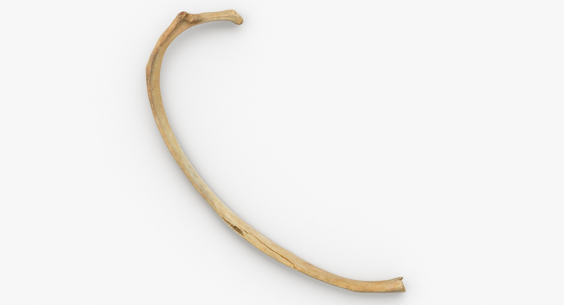 3D costae spurie rib 01 https://p.turbosquid.com/ts-thumb/8A/aQoEBg/e9ZFpVLw/costae_spurie_rib_01_thumbnail_0002/jpg/1590060008/1920x1080/fit_q87/3095915e8836827f063154656713221599c06583/costae_spurie_rib_01_thumbnail_0002.jpg