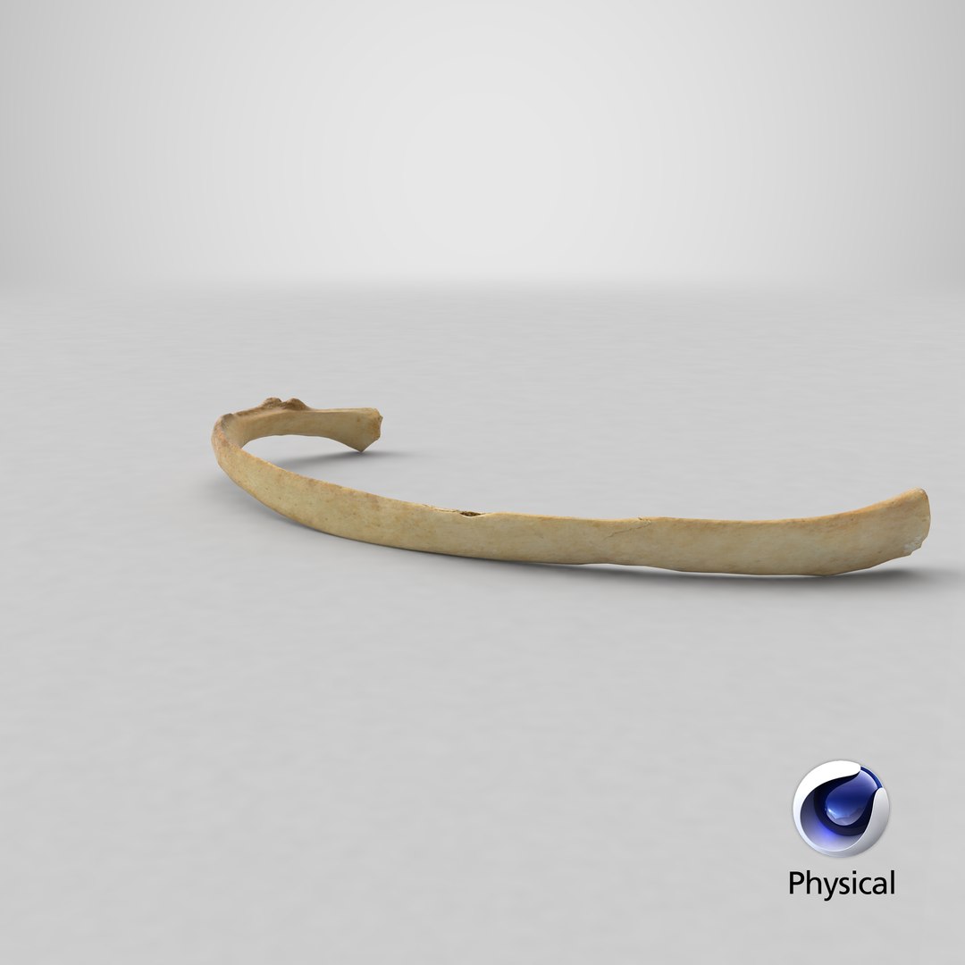 3D costae spurie rib 01 https://p.turbosquid.com/ts-thumb/8A/aQoEBg/ge/stemcell_cinema_4d_physical_render/png/1622618481/1920x1080/fit_q87/03816c7b3d2b9c469f255375340b82e8d86263f3/stemcell_cinema_4d_physical_render.jpg
