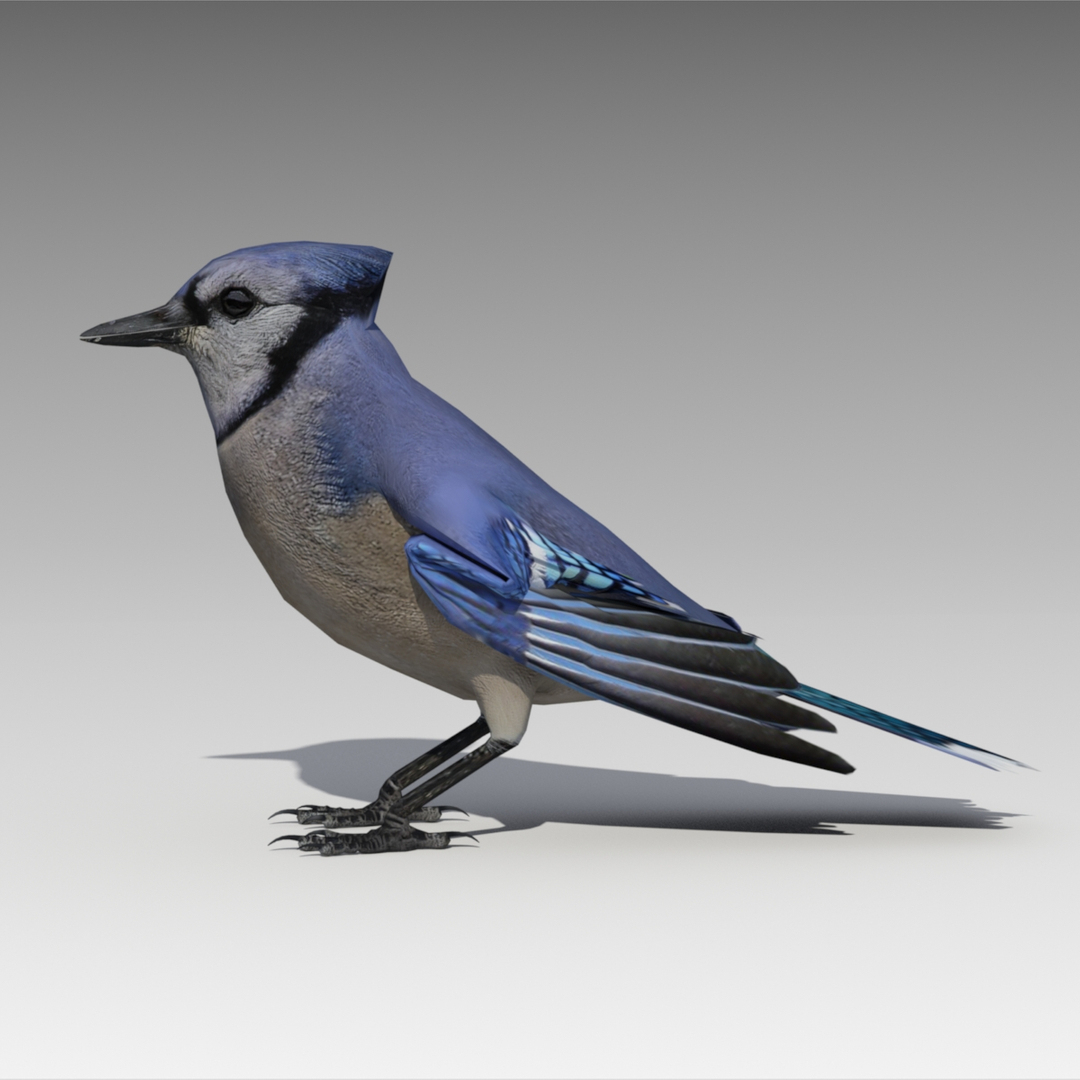 3D blue jay animations | 1142750 | TurboSquid