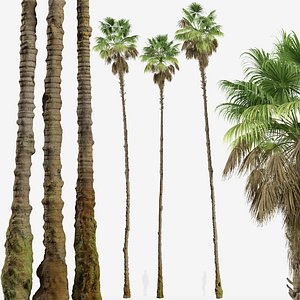 Set of Mexican fan palm or Washingtonia robusta Trees 3D model