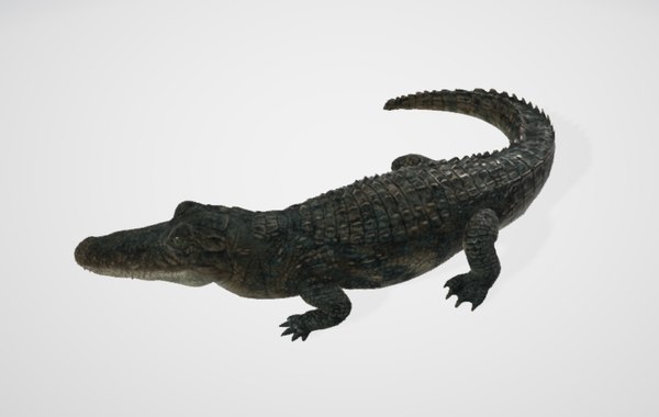 Alligator Animals 3D Model - TurboSquid 1483349