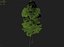 Forest - Scotia Pines 58