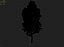 Forest - Scotia Pines 58
