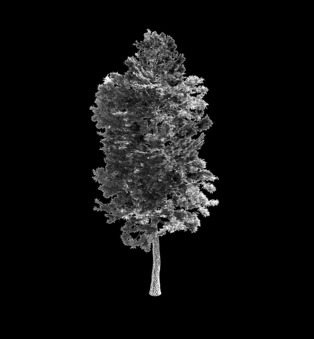 3D forest - scotia pines model https://p.turbosquid.com/ts-thumb/8A/jOLwq6/LZfpA4gy/4/jpg/1568773140/1920x1080/fit_q87/c5711046b6023332e31015fe506977ad1460169f/4.jpg
