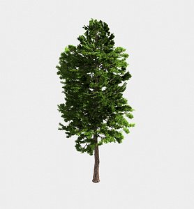 3D forest - scotia pines model