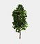 Forest - Scotia Pines 58