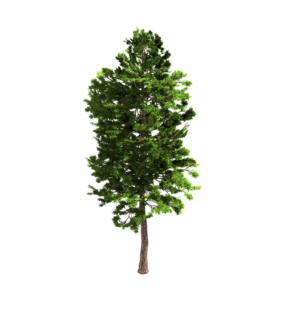 3D forest - scotia pines model https://p.turbosquid.com/ts-thumb/8A/jOLwq6/Wli6zvie/2/jpg/1568773139/1920x1080/fit_q87/e8c0957fe7e4803ea1c92e10a5fd1d51baa1bd4a/2.jpg