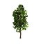 Forest - Scotia Pines 58