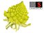 Romanesco broccoli cauliflower 8K