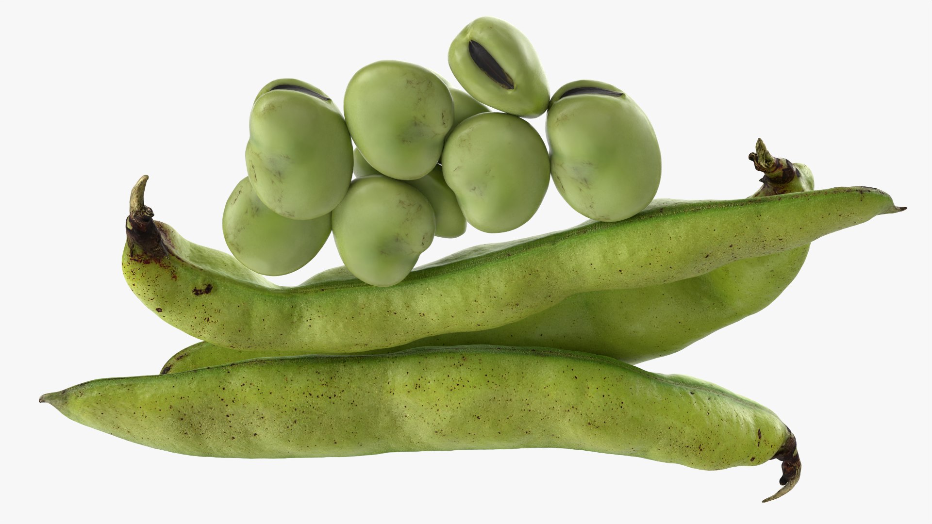 Broad Beans model https://p.turbosquid.com/ts-thumb/8B/09Edk3/7v/broadbeankernel_0009/png/1782501572/1920x1080/fit_q87/45cafb1c7607c291e9d10f22e1a3884838293501/broadbeankernel_0009.jpg