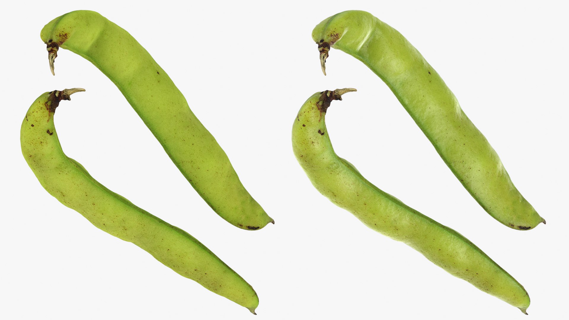 Broad Beans model https://p.turbosquid.com/ts-thumb/8B/09Edk3/HC/broadbeankernel_d0010/png/1782501582/1920x1080/fit_q87/3a0486885f90fc81b601ccd1a36bfb23b7b83430/broadbeankernel_d0010.jpg