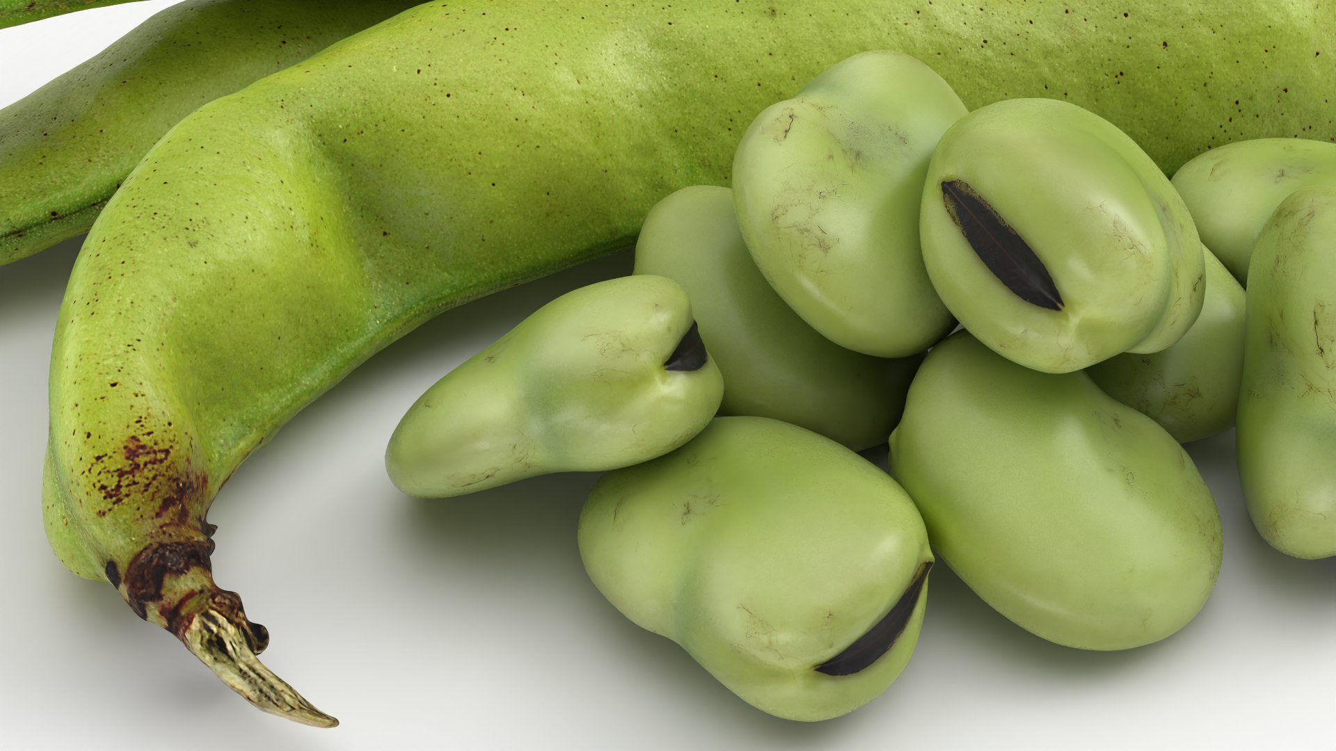 Broad Beans model https://p.turbosquid.com/ts-thumb/8B/09Edk3/QN/broadbeankernel_0006/png/1782501573/1920x1080/fit_q87/3db33231edfc01f1f3bd051d9c291a58cd475d49/broadbeankernel_0006.jpg