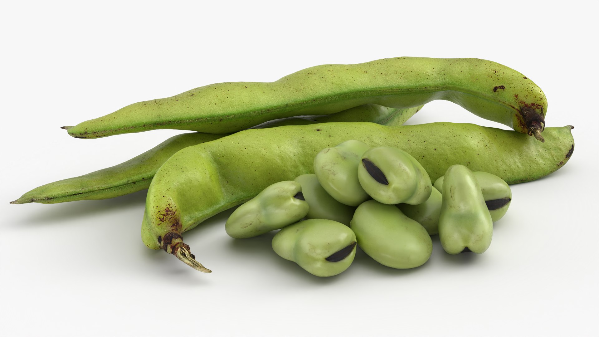 Broad Beans model https://p.turbosquid.com/ts-thumb/8B/09Edk3/bR/broadbeankernel_0003/png/1782501545/1920x1080/fit_q87/8446b0f64fa5af202e8b4f92c1e0f7418a176fda/broadbeankernel_0003.jpg
