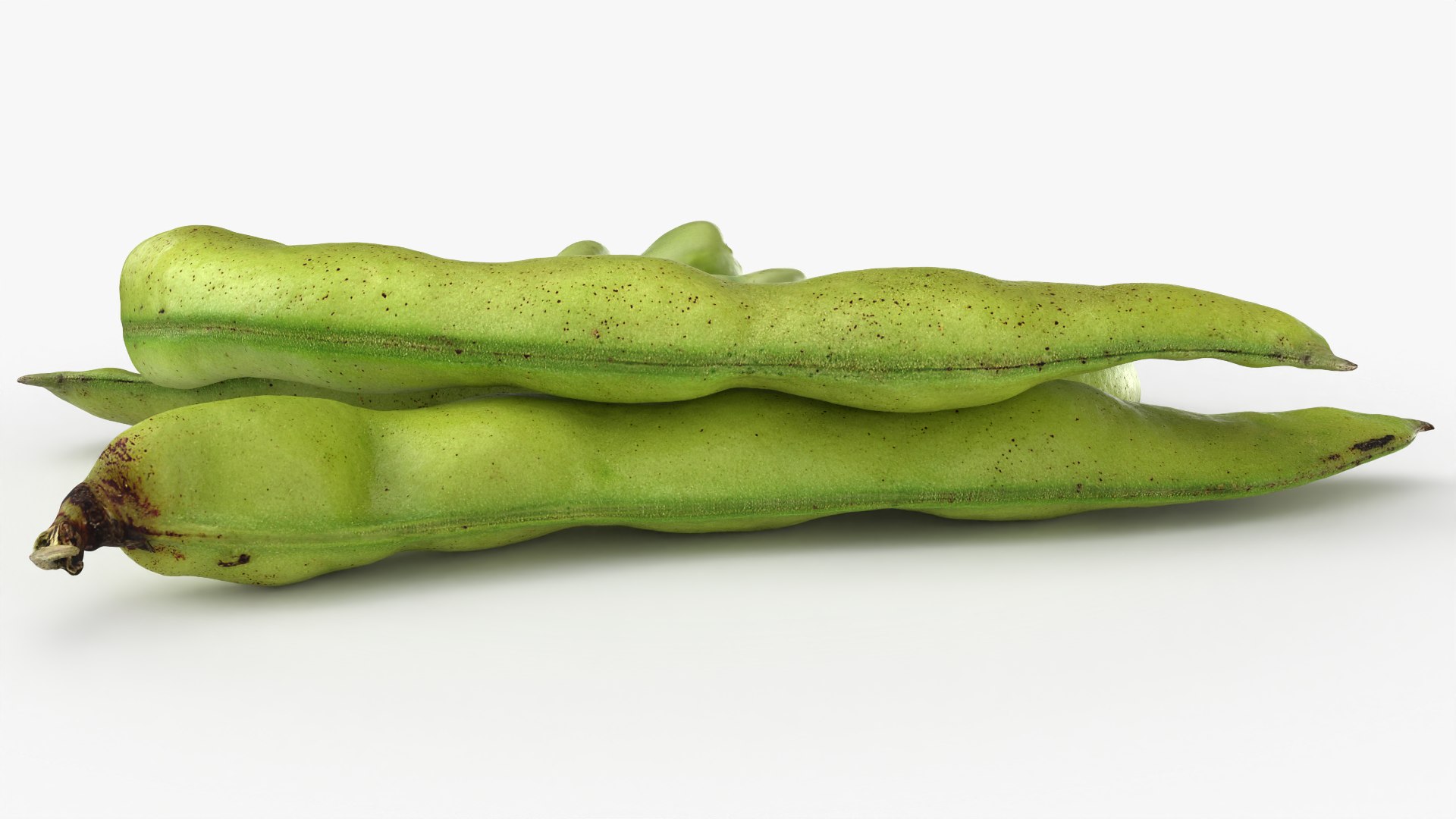 Broad Beans model https://p.turbosquid.com/ts-thumb/8B/09Edk3/kz/broadbeankernel_0007/png/1782501573/1920x1080/fit_q87/46b997b54cf2d69d7ef3031de562165e5a5d9fd5/broadbeankernel_0007.jpg