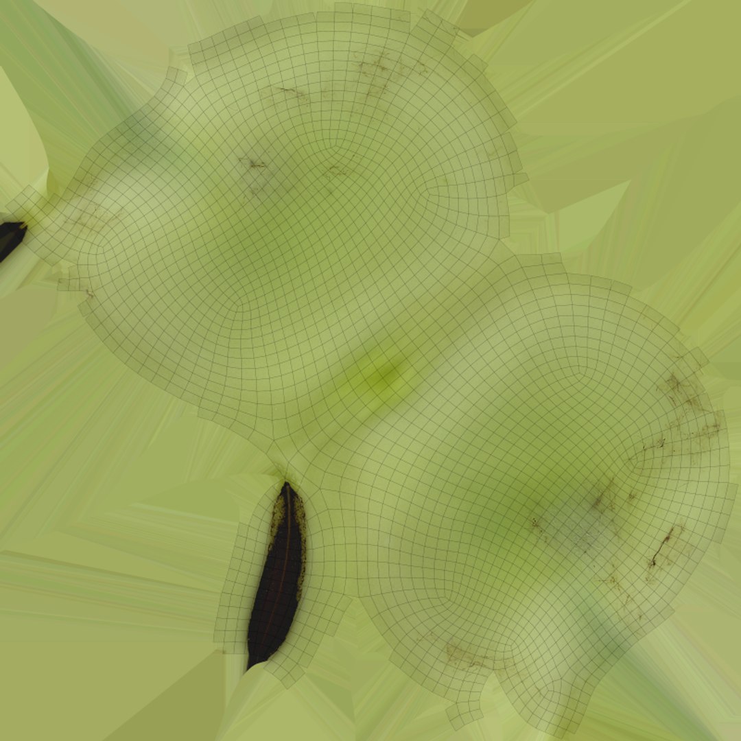 Broad Beans model https://p.turbosquid.com/ts-thumb/8B/09Edk3/r4/broadbeankernel_e0004/png/1782501581/1920x1080/fit_q87/65510e4b336b7bb3bfc215461569a12f06e6146e/broadbeankernel_e0004.jpg