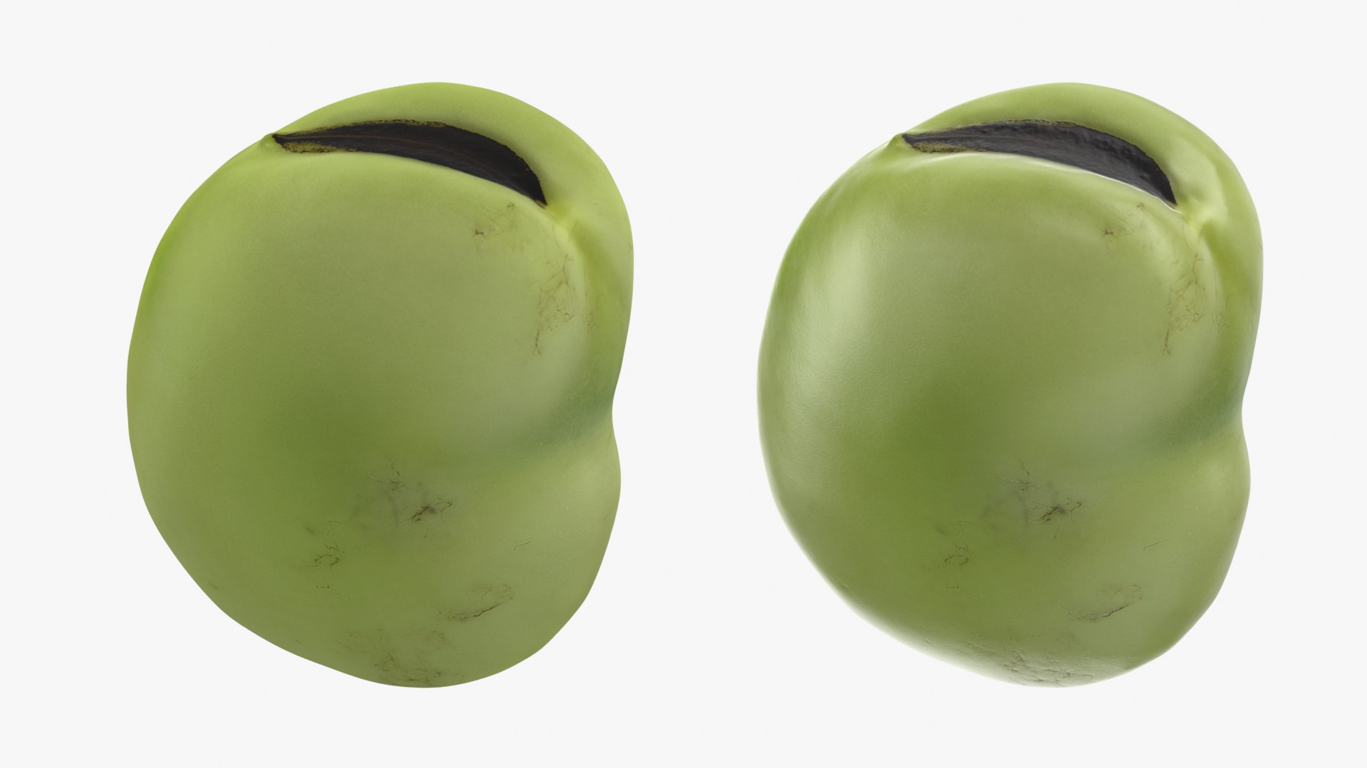 Broad Beans model https://p.turbosquid.com/ts-thumb/8B/09Edk3/rT/broadbeankernel_d0009/png/1782501579/1920x1080/fit_q87/1d3a757339b40ef9d766b8533fc5d43c8a1edc1a/broadbeankernel_d0009.jpg