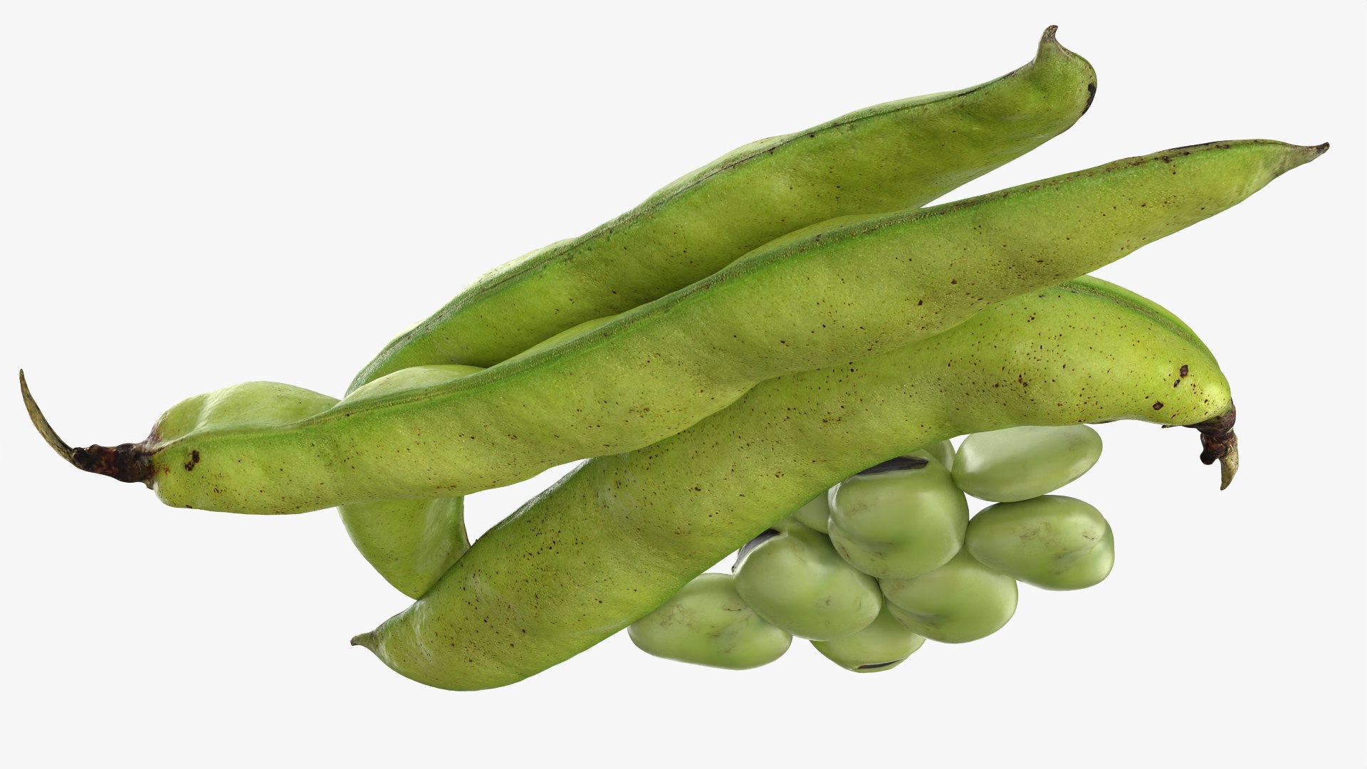 Broad Beans model https://p.turbosquid.com/ts-thumb/8B/09Edk3/vA/broadbeankernel_0008/png/1782501567/1920x1080/fit_q87/a630eeb52c6c6eda8cde49ca1abe73e70dc1c921/broadbeankernel_0008.jpg