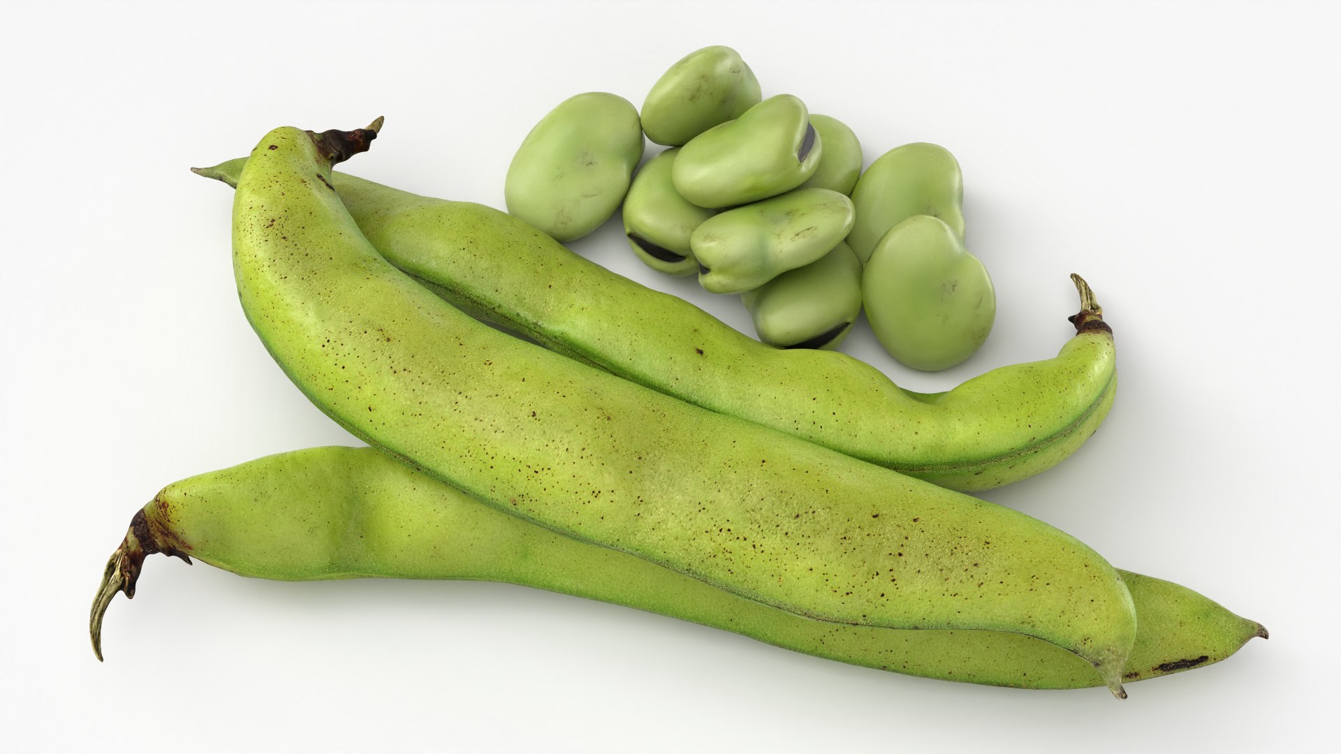 Broad Beans model https://p.turbosquid.com/ts-thumb/8B/09Edk3/vj/broadbeankernel_0002/png/1782501555/1920x1080/fit_q87/169e94973dd5fabbad02748b29edd637ae9ed5f9/broadbeankernel_0002.jpg