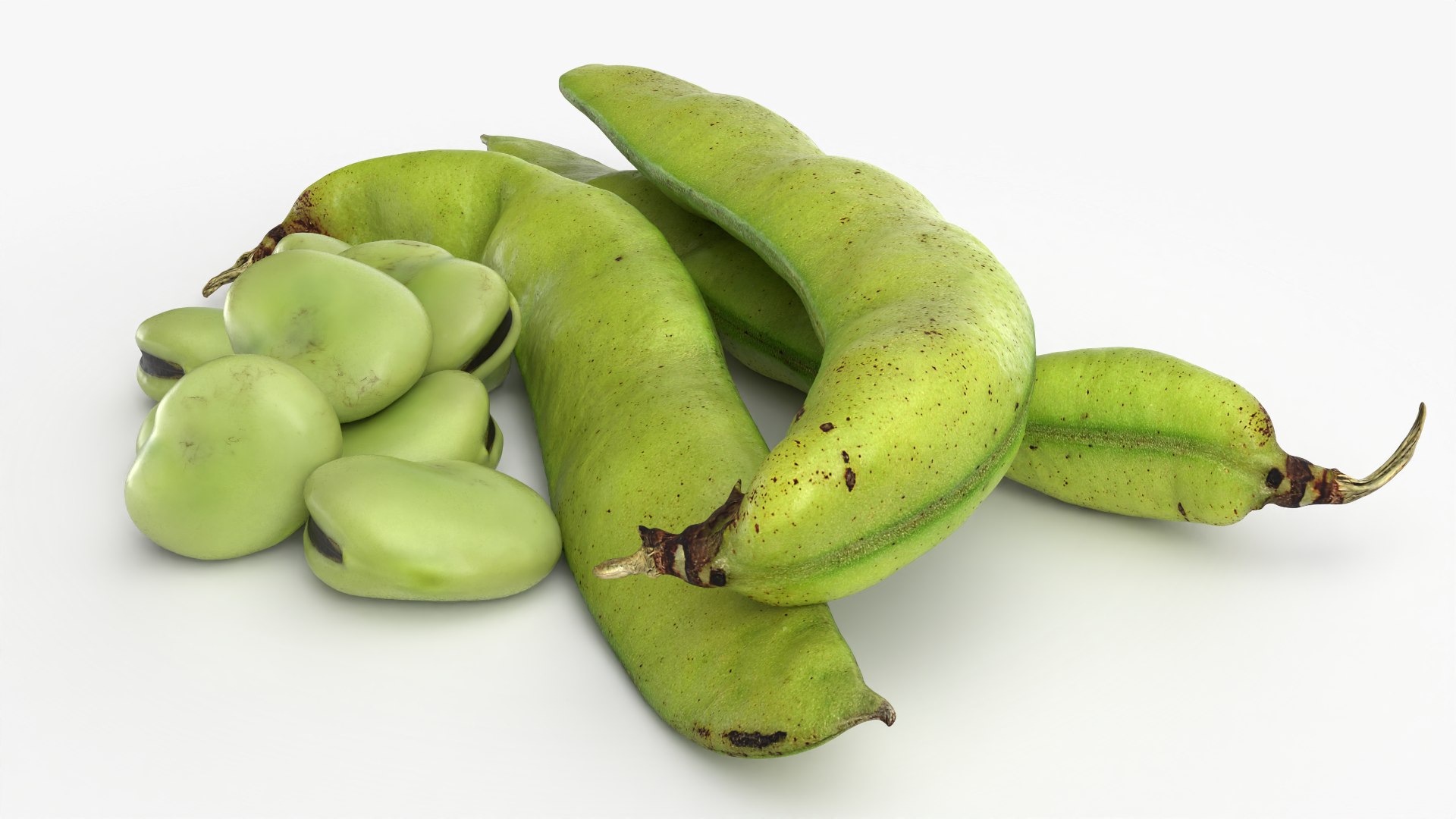 Broad Beans model https://p.turbosquid.com/ts-thumb/8B/09Edk3/x2/broadbeankernel_0005/png/1782501558/1920x1080/fit_q87/60da6ccf82c6c4a938b8567626c2da9321517396/broadbeankernel_0005.jpg
