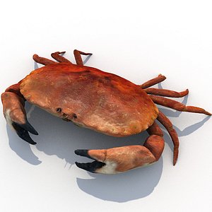 realistic edible crab 3d model