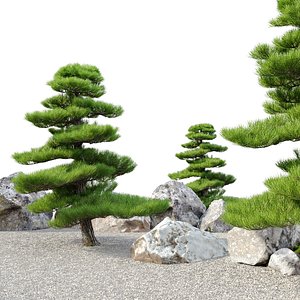 3D Chinese red pine