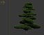 Chinese red pine