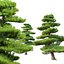 Chinese red pine
