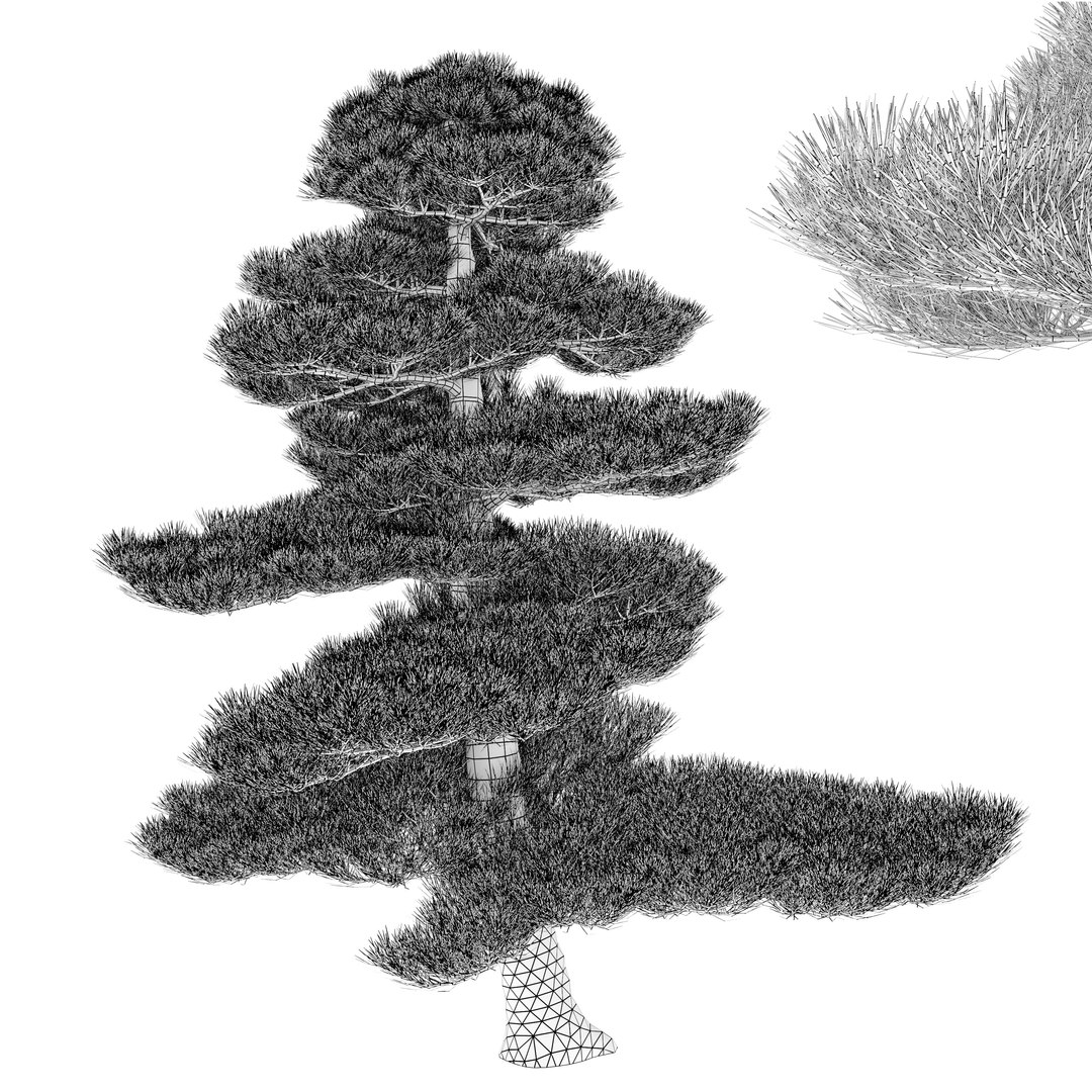 3D Chinese red pine https://p.turbosquid.com/ts-thumb/8B/DbmcxT/l4/preview4defrcopy2/jpg/1658414824/1920x1080/fit_q87/fe9c729ded292c0a6ea84eec6df309376a9563a8/preview4defrcopy2.jpg