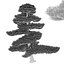 Chinese red pine