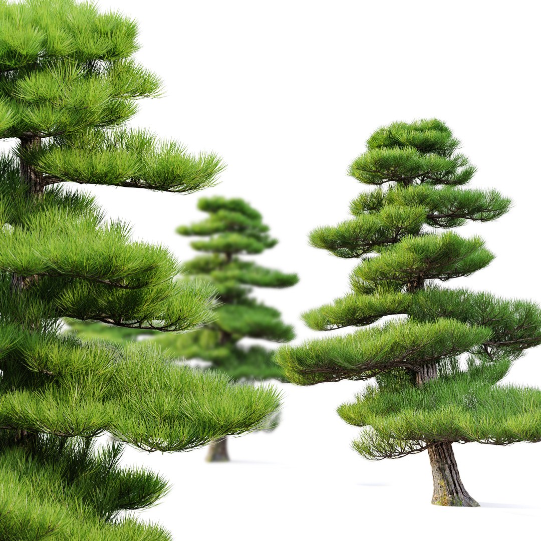 3D Chinese red pine https://p.turbosquid.com/ts-thumb/8B/DbmcxT/nI/preview3defrcopy2/jpg/1658414873/1920x1080/fit_q87/d7f39cdc4bf80b0c0b13bf7044b7e5acd40ec77c/preview3defrcopy2.jpg