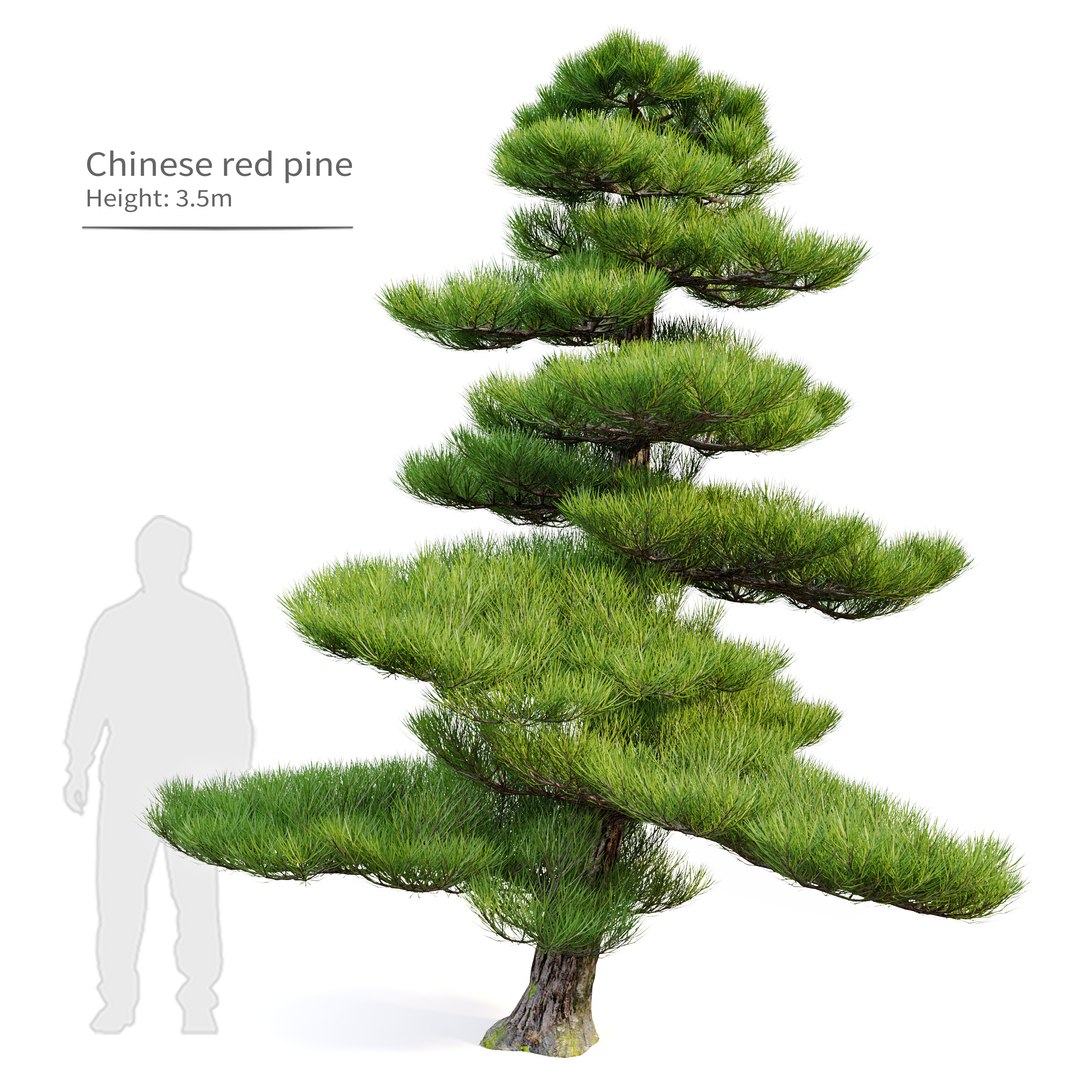 3D Chinese red pine https://p.turbosquid.com/ts-thumb/8B/DbmcxT/qS/preview1defr/jpg/1658414791/1920x1080/fit_q87/4238aeb32196bb33b9f84eee7a48243ae7e0adf3/preview1defr.jpg