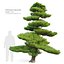 Chinese red pine