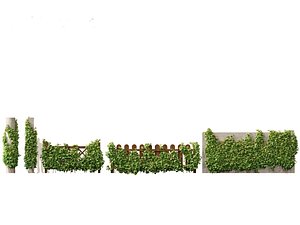 Vitis Coignetiae - Crimson Glory Vine 3D