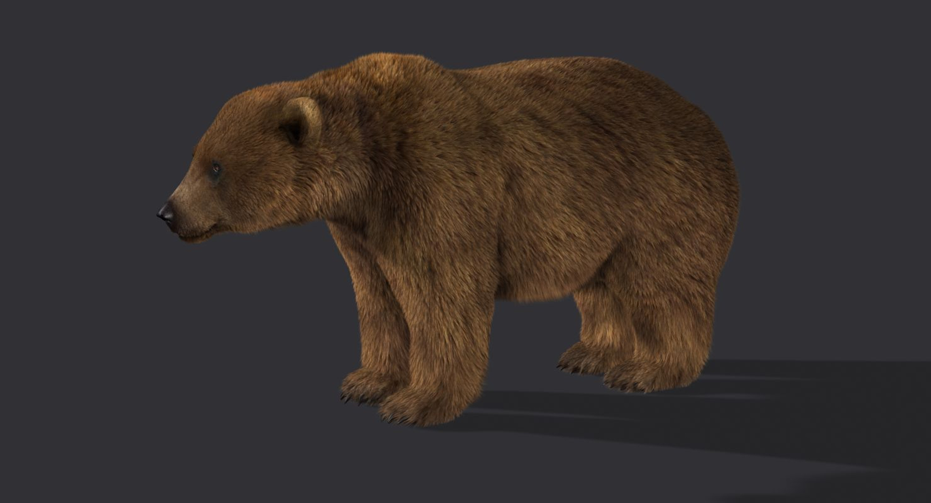 3d bear rigged 2 fur