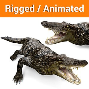 3D crocodile rigged animation model