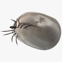 Distended Tick Rigged for Cinema 4D