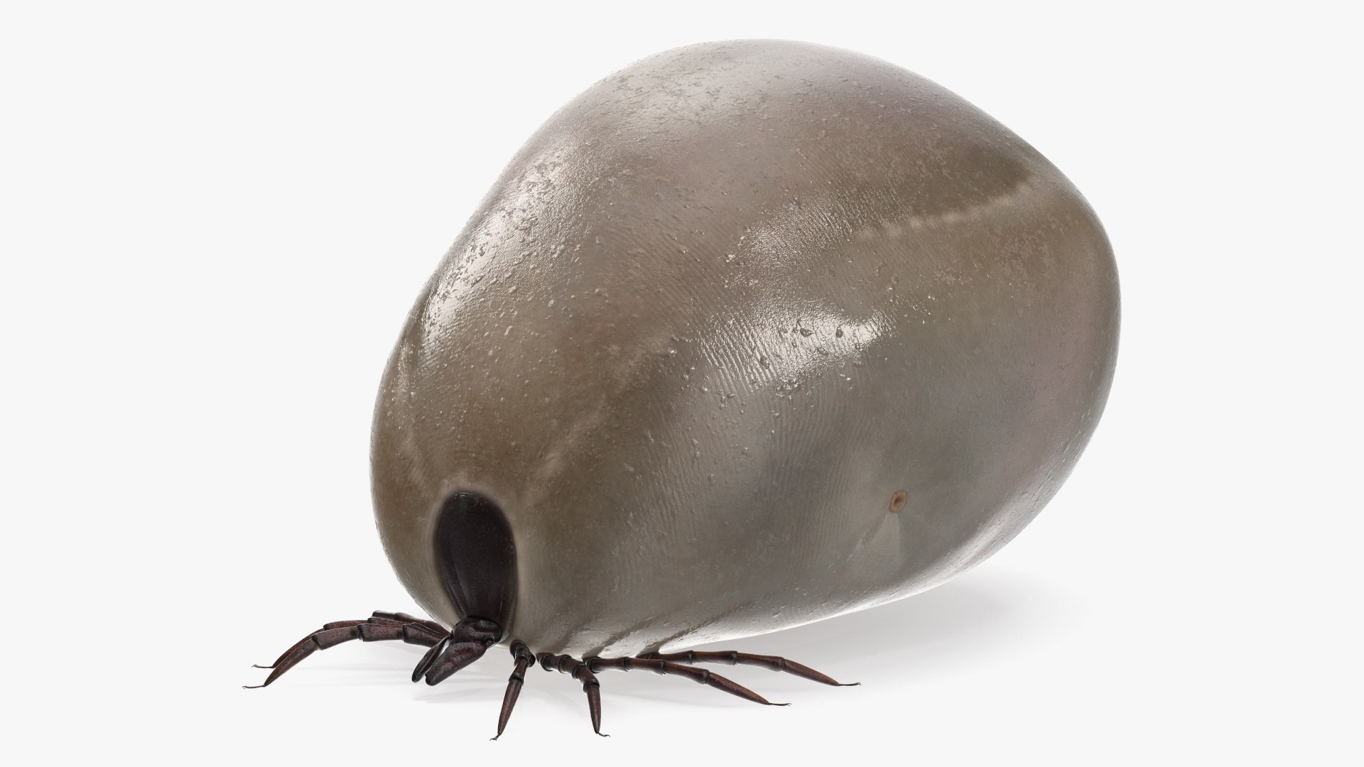 3D Model Distended Tick Rigged For Cinema 4D - TurboSquid 2377661