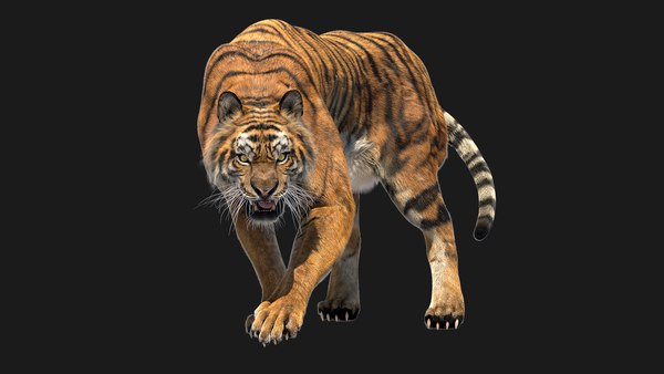 Tigre (pele) Modelo 3D $99 - .obj .fbx .unknown .max - Free3D