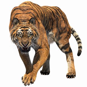 Tiger 3D Model $149 - .3ds .c4d .fbx .ma .obj .max .unitypackage