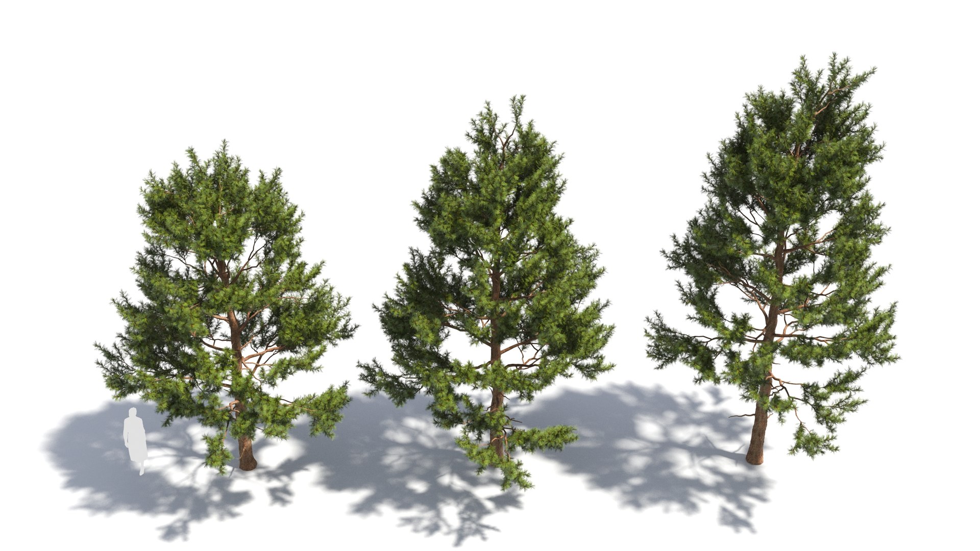 Pinus tree 3D model https://p.turbosquid.com/ts-thumb/8C/MT5cLl/4E/pinus23/jpg/1681699718/1920x1080/fit_q87/490b51a8d8d917a421acbb95282013de8f8465ab/pinus23.jpg